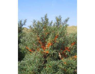 Hippophae_rhamnoides - auteur: Svdmolen(https://creativecommons.org/licenses/by-sa/3.0/legalcode.fr)