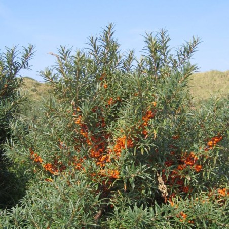 Hippophae_rhamnoides - auteur: Svdmolen(https://creativecommons.org/licenses/by-sa/3.0/legalcode.fr)
