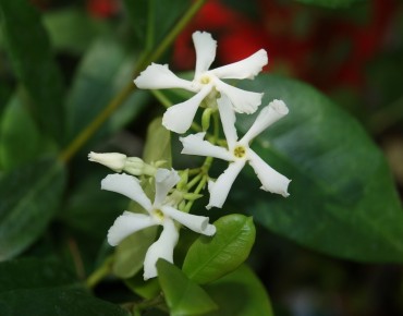 Star Jasmine - Trachelospermum Jasminoïdes - Jardins du Monde.be