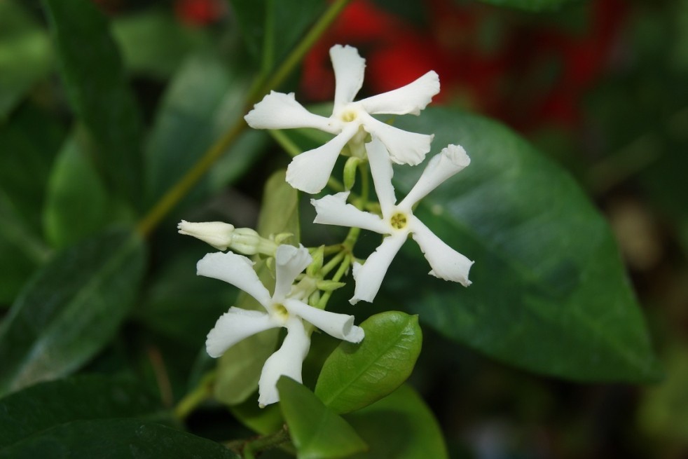 Jasmin étoilé - Trachelospermum Jasminoïdes - Jardins du Monde.be