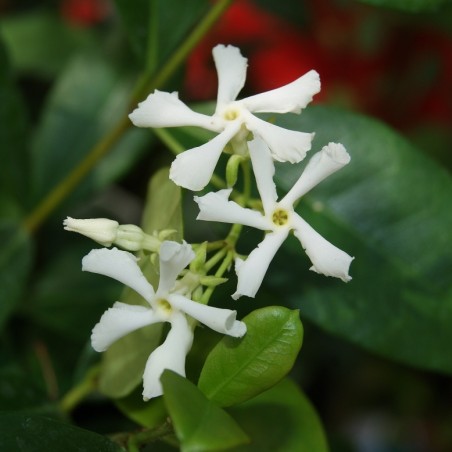 Jasmin étoilé - Trachelospermum Jasminoïdes - Jardins du Monde.be