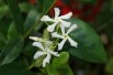 Jasmin étoilé - Trachelospermum Jasminoïdes - Jardins du Monde.be