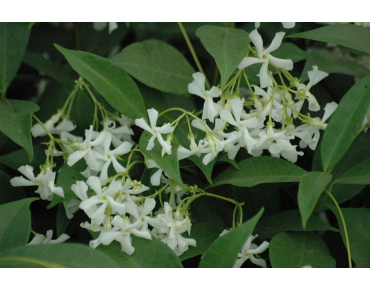 Star Jasmine - Trachelospermum Jasminoïdes - Jardins du Monde.be