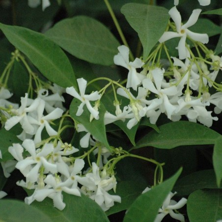 Star Jasmine - Trachelospermum Jasminoïdes - Jardins du Monde.be