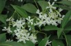 Jasmin étoilé - Trachelospermum Jasminoïdes - Jardins du Monde.be