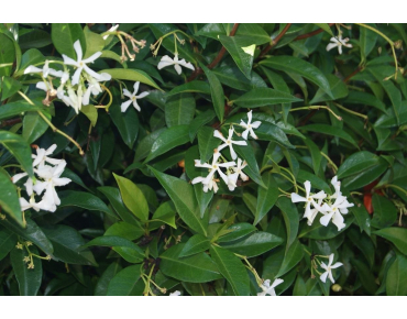 Star Jasmine - Trachelospermum Jasminoïdes - Jardins du Monde.be