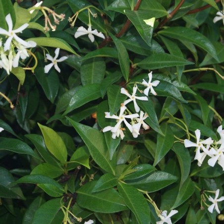 Sternjasmin - Trachelospermum Jasminoïdes - Jardins du Monde.be