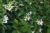 Jasmin étoilé - Trachelospermum Jasminoïdes - Jardins du Monde.be
