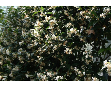 Jasmin étoilé - Trachelospermum Jasminoïdes - Jardins du Monde.be