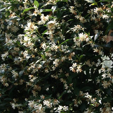 Sterjasmijn - Trachelospermum Jasminoïdes - Jardins du Monde.be