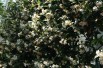Jasmin étoilé - Trachelospermum Jasminoïdes - Jardins du Monde.be