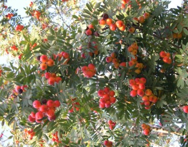 Peervormige lijsterbes - Sorbus domestica - (auteur:archenzo) https://creativecommons.org/licenses/by-sa/3.0/legalcode.fr