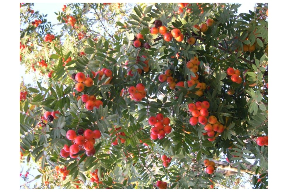 Service tree - Sorbus domestica - (auteur:archenzo) https://creativecommons.org/licenses/by-sa/3.0/legalcode.fr