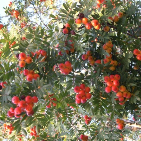 Peervormige lijsterbes - Sorbus domestica - (auteur:archenzo) https://creativecommons.org/licenses/by-sa/3.0/legalcode.fr