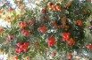 Service tree - Sorbus domestica - (auteur:archenzo) https://creativecommons.org/licenses/by-sa/3.0/legalcode.fr