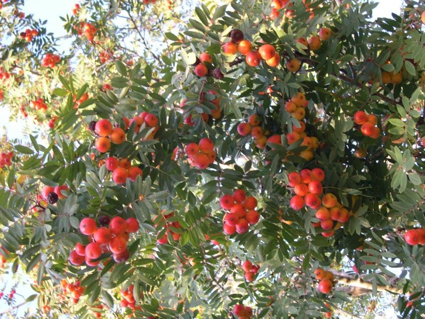 Service tree