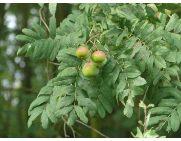 Cormier - Sorbier domestique - Sorbus domestica - (auteur:BerndH) https://creativecommons.org/licenses/by-sa/3.0/legalcode.fr