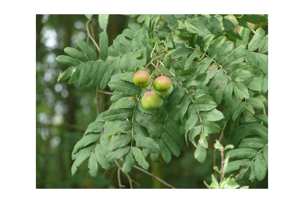 Service tree - Sorbus domestica - (auteur:BerndH) https://creativecommons.org/licenses/by-sa/3.0/legalcode.fr