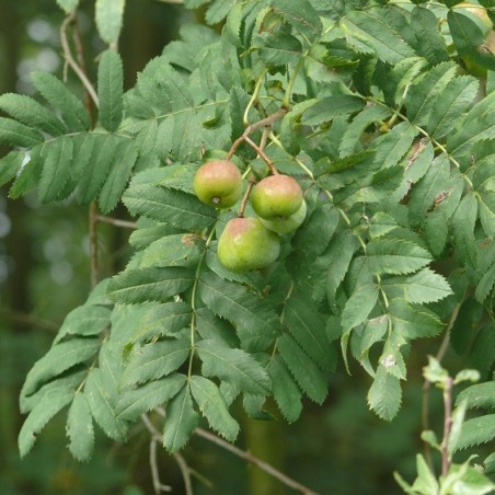 Cormier - Sorbier domestique - Sorbus domestica - (auteur:BerndH) https://creativecommons.org/licenses/by-sa/3.0/legalcode.fr