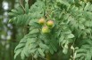 Service tree - Sorbus domestica - (auteur:BerndH) https://creativecommons.org/licenses/by-sa/3.0/legalcode.fr