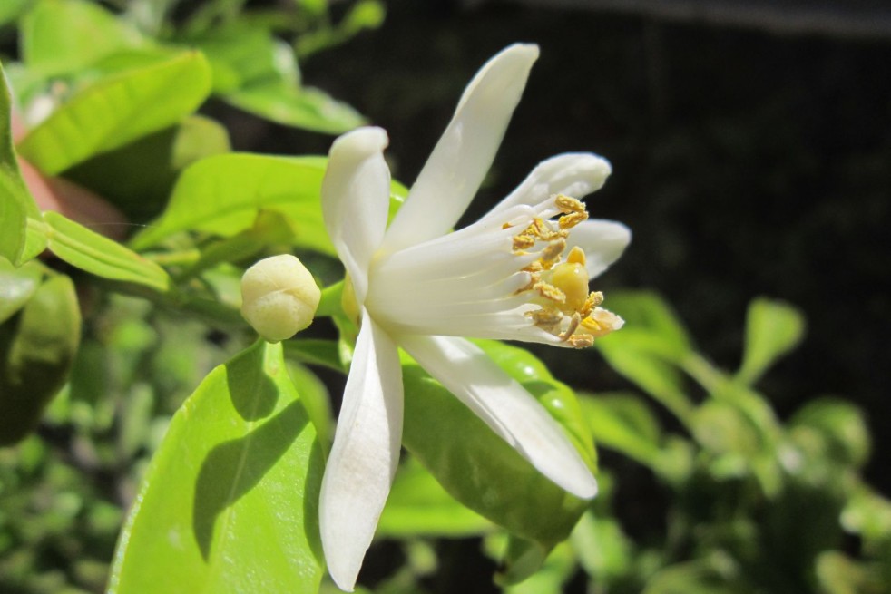 Lemon tree four seasons - Citrus Limon Lunario 4 saisons - Jardins du Monde.be
