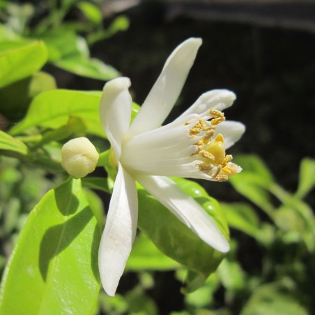 Vierjahreszeiten-Zitronenbaum - Citrus Limon Lunario 4 saisons - Jardins du Monde.be