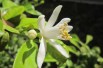 Vierjahreszeiten-Zitronenbaum - Citrus Limon Lunario 4 saisons - Jardins du Monde.be
