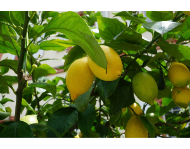 Lemon tree four seasons - Citrus Limon Lunario 4 saisons - Jardins du Monde.be