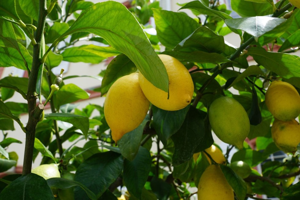 Lemon tree four seasons - Citrus Limon Lunario 4 saisons - Jardins du Monde.be