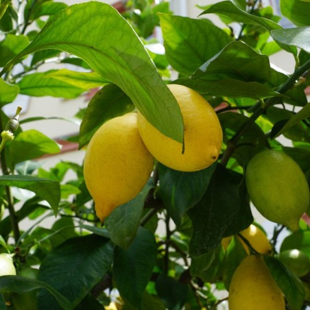 Citroenboom 4 seizoenen - Citrus Limon Lunario 4 saisons - Jardins du Monde.be