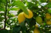 Vierjahreszeiten-Zitronenbaum - Citrus Limon Lunario 4 saisons - Jardins du Monde.be