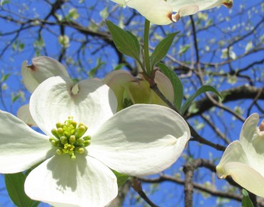 Cornus Florida -(Mickaw2~commonswiki assumed (based on copyright claims)., Public domain, via Wikimedia Commons)