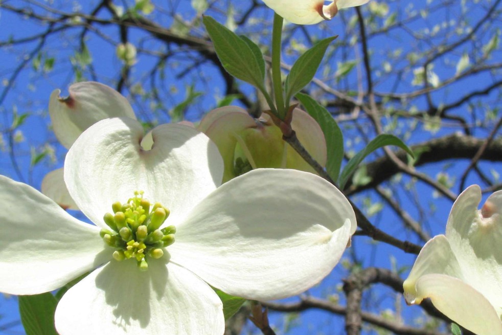 Cornus Florida -(Mickaw2~commonswiki assumed (based on copyright claims)., Public domain, via Wikimedia Commons) Cornus Florida -(Mickaw2~commonswiki assumed (based on copyright claims)., Public domain, via Wikimedia Commons)