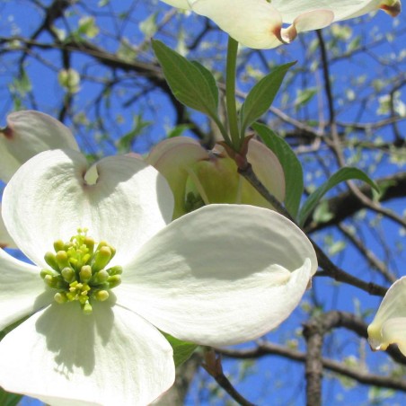 Cornus Florida -(Mickaw2~commonswiki assumed (based on copyright claims)., Public domain, via Wikimedia Commons)