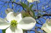 Cornus Florida -(Mickaw2~commonswiki assumed (based on copyright claims)., Public domain, via Wikimedia Commons) Cornus Florida -(Mickaw2~commonswiki assumed (based on copyright claims)., Public domain, via Wikimedia Commons)