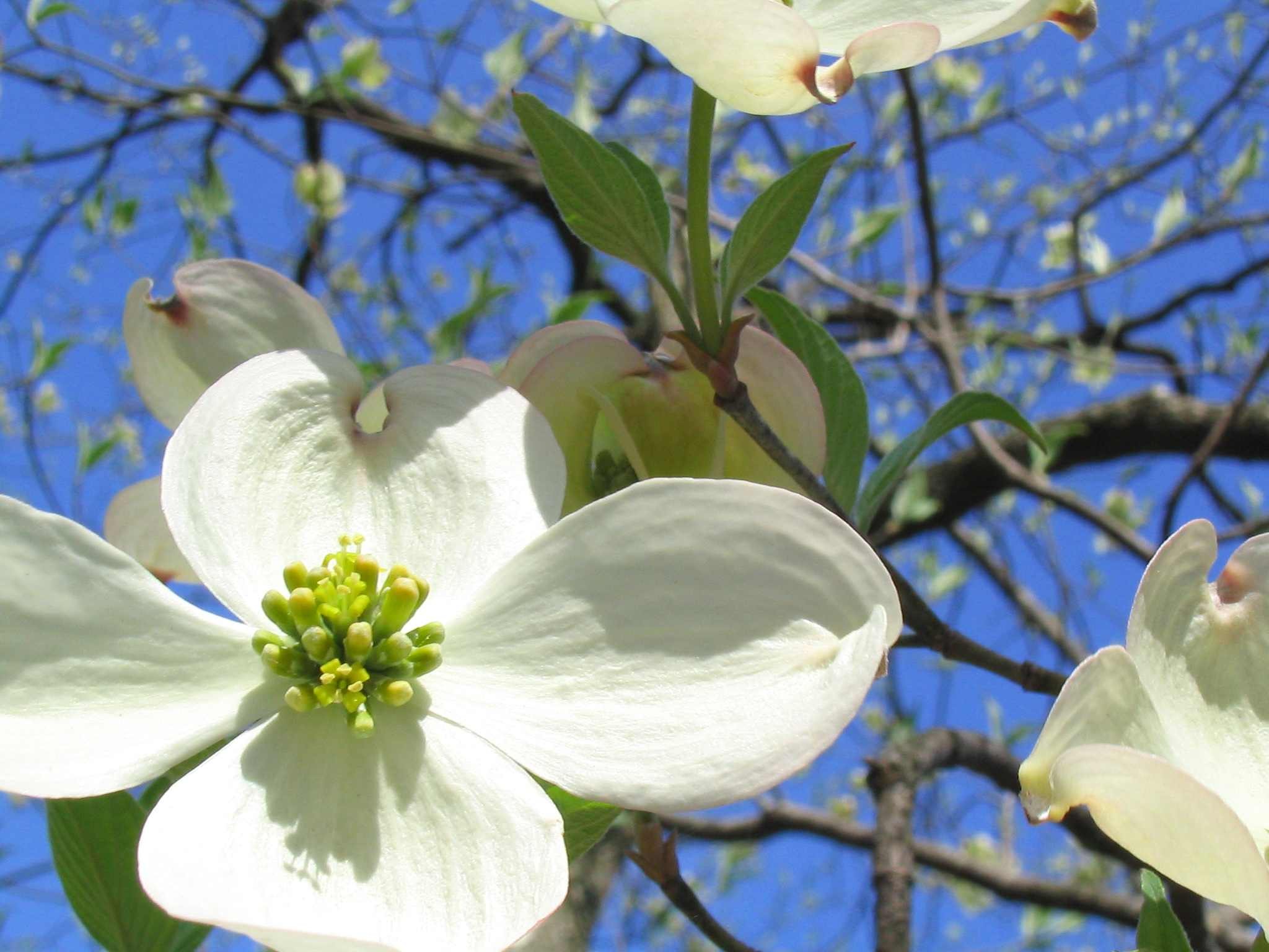 Amerikanischer Blumen-Hartriegel
