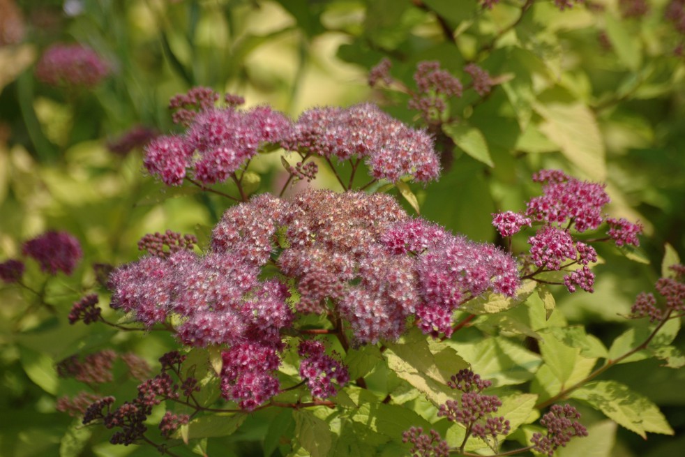 Spiraea Japonica Firelight floraison