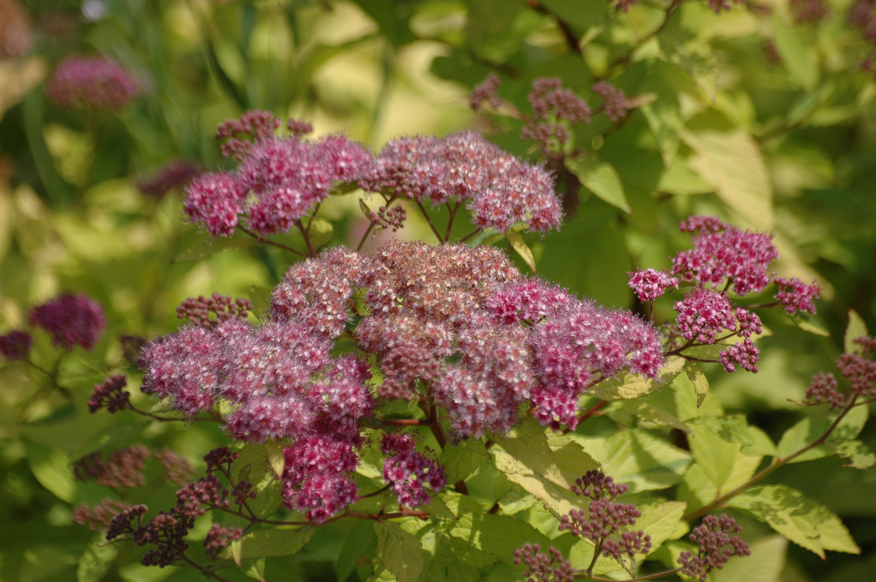Japanese spirea Firelight