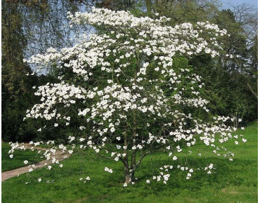 Cornus florida-Liné1, CC BY-SA 3.0, via Wikimedia Commons