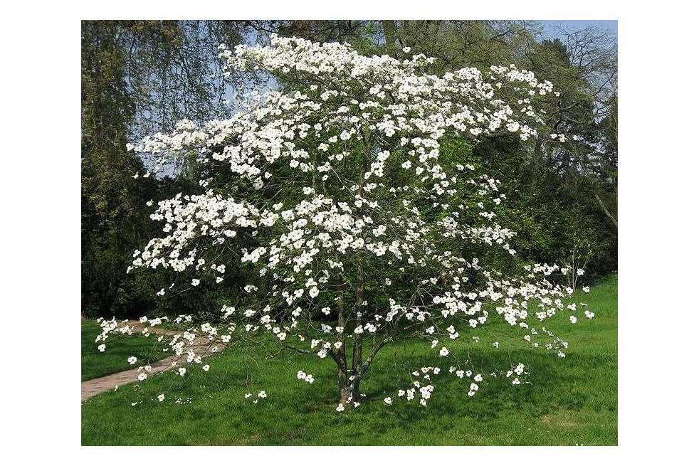Cornus florida-Liné1, CC BY-SA 3.0, via Wikimedia Commons