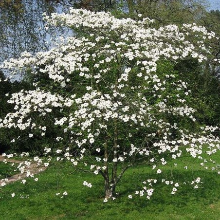 Cornus florida-Liné1, CC BY-SA 3.0, via Wikimedia Commons