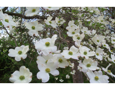 Amerikanischer Blumen-Hartriegel - Cornus Florida - Jardins du Monde.be