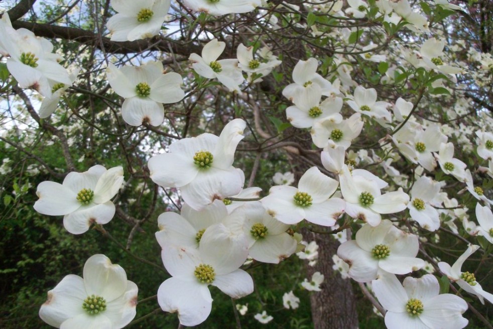 Cornouiller de Floride - Cornus Florida - Jardins du Monde.be