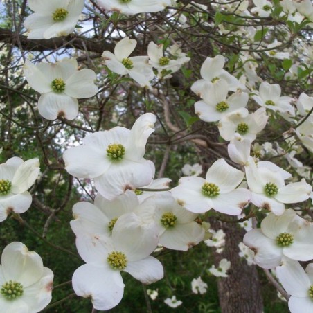 Cornouiller de Floride - Cornus Florida - Jardins du Monde.be