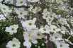 Cornouiller de Floride - Cornus Florida - Jardins du Monde.be