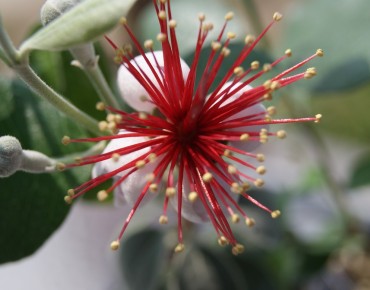 Feijoa sellowiana - Jardins du Monde.be
