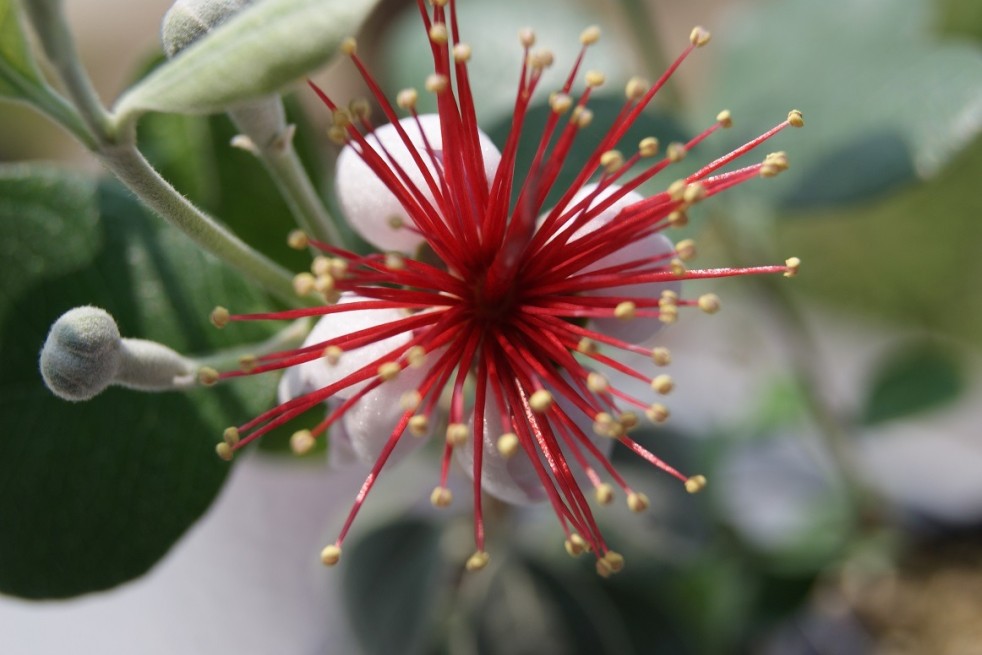 Goyavier du Brésil - Feijoa sellowiana - Jardins du Monde.be