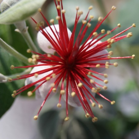 Goyavier du Brésil - Feijoa sellowiana - Jardins du Monde.be