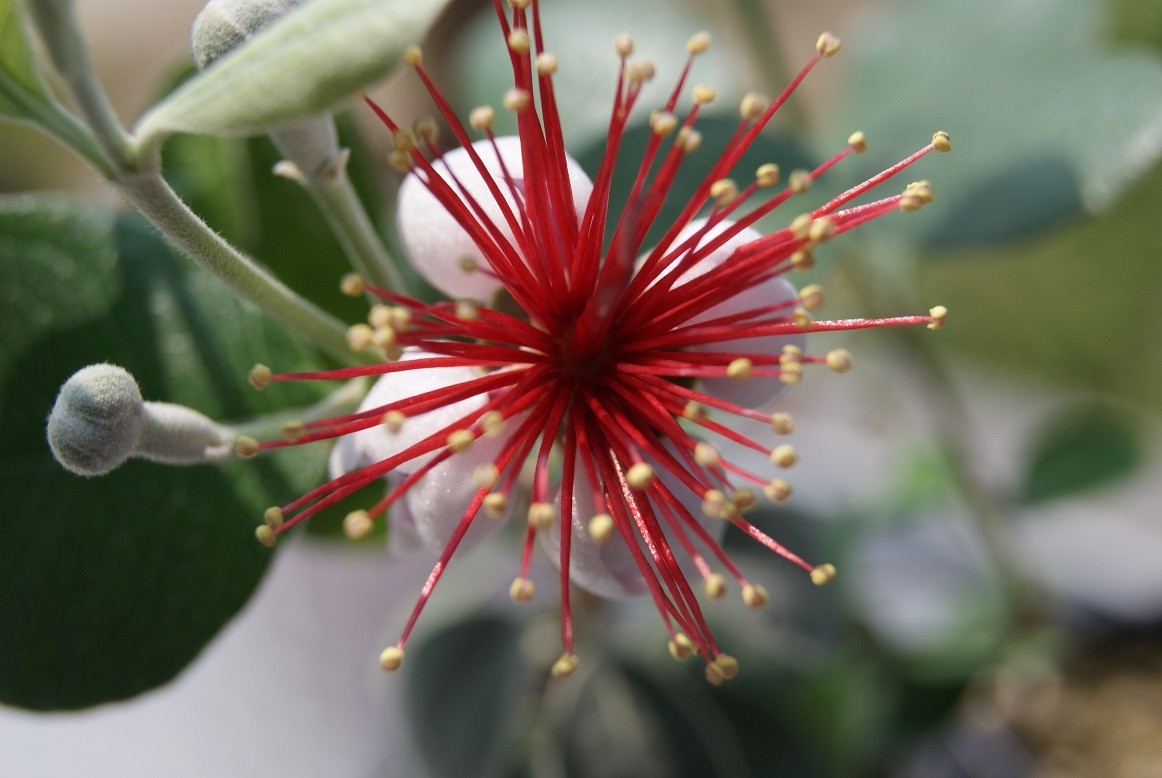 Ananasguave - Feijoa sellowiana