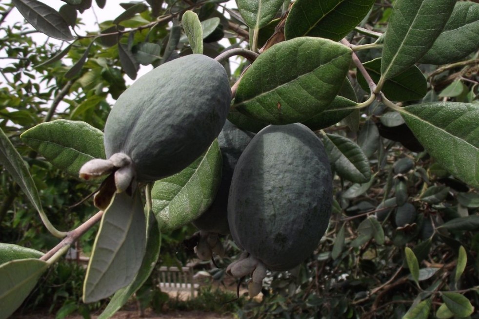 Pineapple Guava - Feijoa sellowiana (acca) - Tortie tude, CC0, via Wikimedia Commons